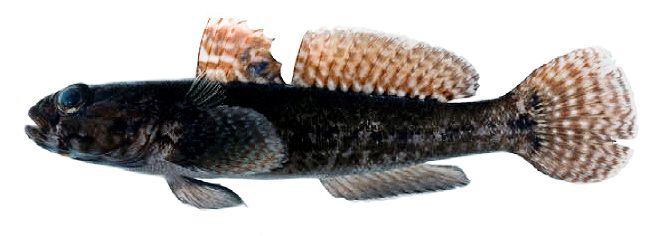 Gobius paganellus_003